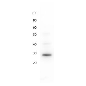 Lane 1: MW. Lane 2: GFP.