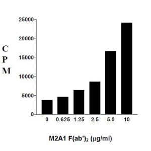 Rat IgM Antibody : LE/AF (OASB00797)