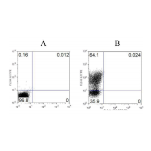 Mouseplenocytes