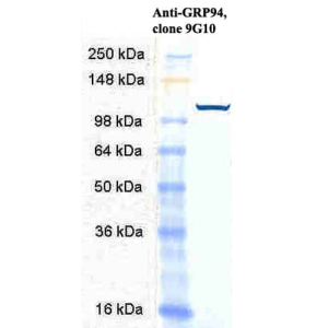 Western Blot