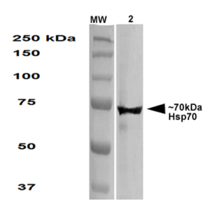 Western Blot