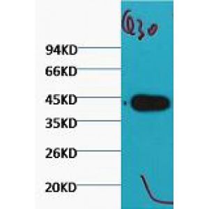 Western Blot