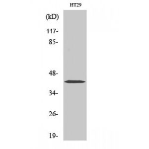 HT29