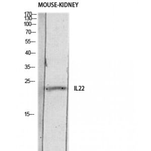 Mouse Kidney