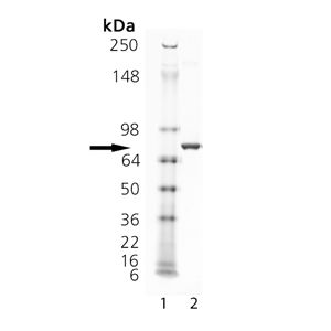 26S proteasome non-ATPase regulatory subunit 4 SDS-PAGE 