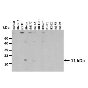 Western Blot