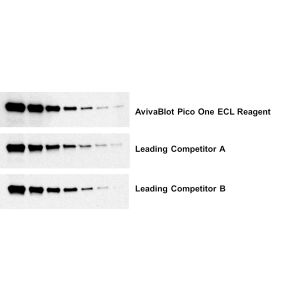 AvivaBlot™ Pico One ECL Reagent (OKCF00001)