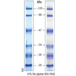 20-120kDa Mid Range Protein Molecular Weight Marker, Prestained