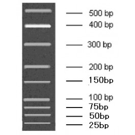 25-500bp Low Range DNA Marker A, Ready-to-use