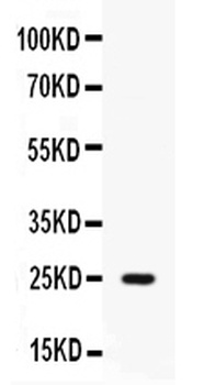 Elafin/Skalp/PI3 Antibody