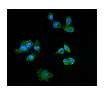 Elafin/Skalp/PI3 Antibody