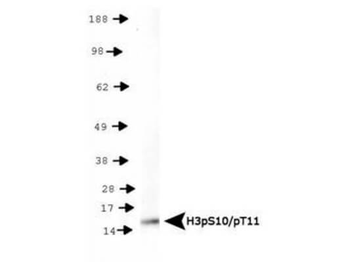 Histone H3 pS10/pT11 antibody