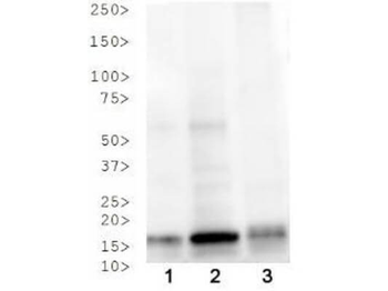 Histone H3 pT3/K4ac antibody
