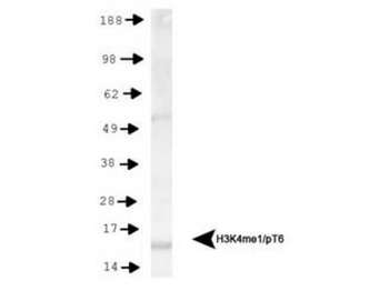 Histone H3 K4me1/pT6 antibody