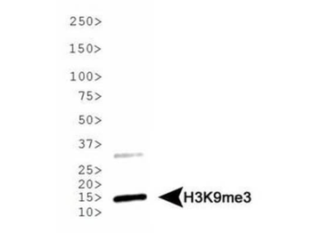 Histone H3 K9me3 antibody
