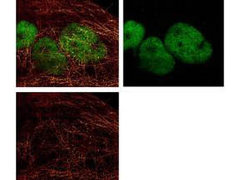 MOUSE IgG3 antibody (ATTO 425) [Out of stock]