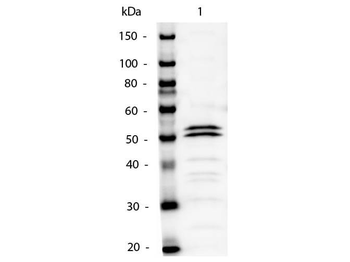 Mouse IgG1 antibody (Alkaline Phosphatase)