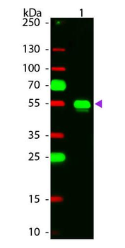 Rabbit IgG (H&L) antibody (TRITC)