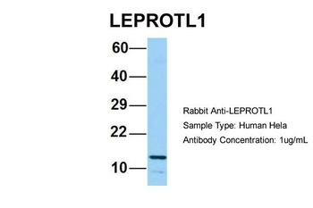 LEPROTL1 antibody