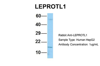 LEPROTL1 antibody