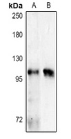 NOD2 antibody