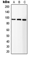 IGF1R antibody