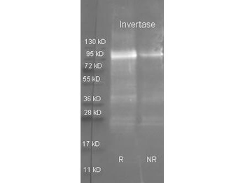 Invertase antibody (Biotin)