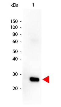 Human lambda (lambda chain) antibody (Peroxidase)