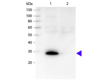 Human kappa antibody (Biotin)