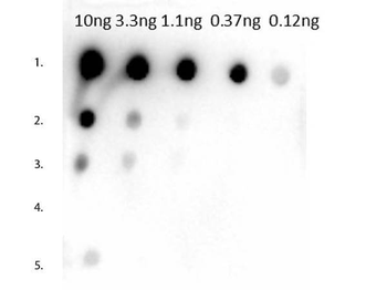 Mouse IgG1 antibody