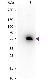 Mouse IgG1 antibody (Peroxidase)