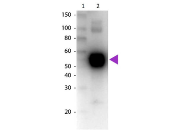 Rat IgA (alpha chain) antibody (Biotin)