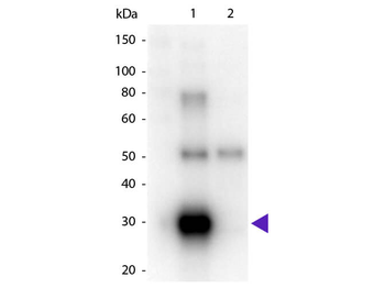 F(ab')2 Human lambda antibody (Peroxidase)