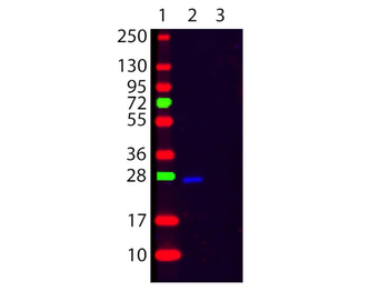 F(ab')2 HUMAN kappa antibody (FITC)