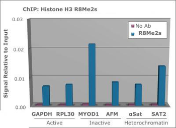 Histone H3 R8me2s antibody