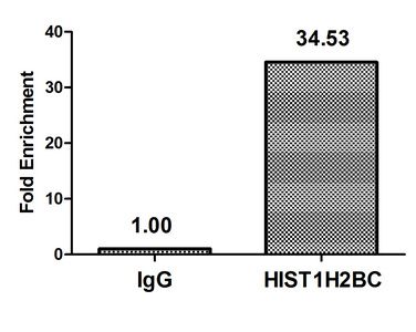 Acetyl-HIST1H2BC (K108) antibody