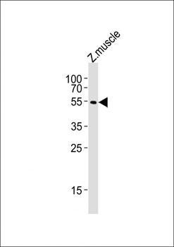 alpha 2a Adrenergic Receptor antibody