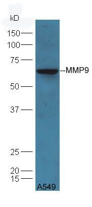 VG5Q antibody