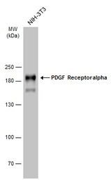 Anti-PDGF Receptor alpha antibody used in Western Blot (WB). GTX133619