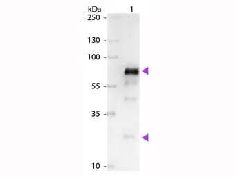 Goat Anti-Chicken IgY antibody, pre-adsorbed (AP). GTX27119