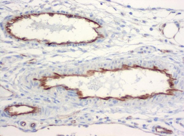 SZ31_mesenterial-vessels