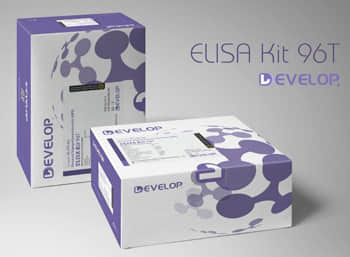 Human Chymotrypsin-Like Elastase Family Member 3B (ELA3B) ELISA Kit
