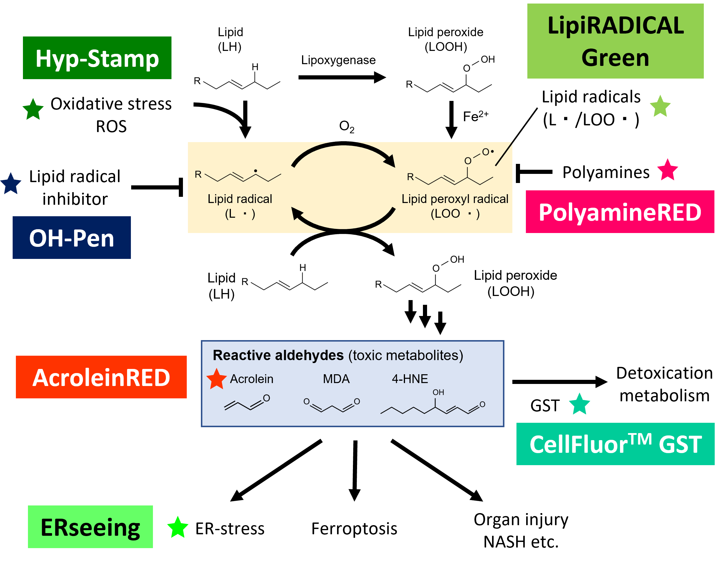 Lipid Peroxidation Detection