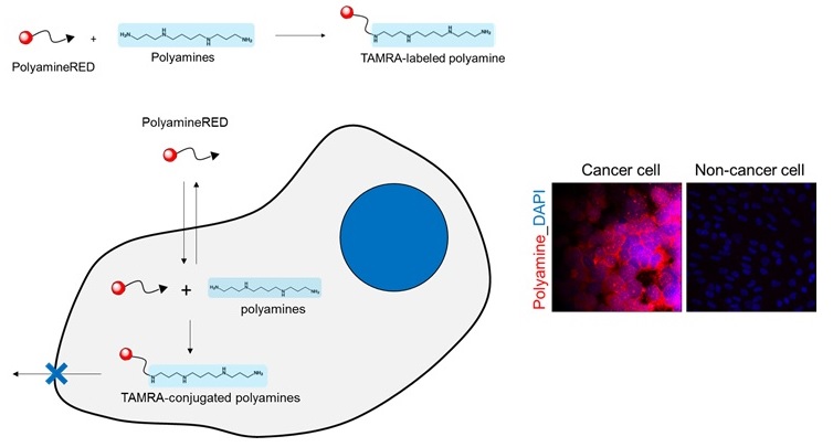 PolyamineRED cell