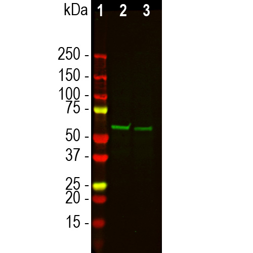 Western Blot