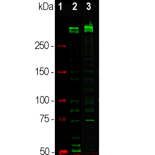 Ki67 Western Blot