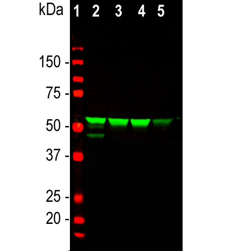 Western Blot