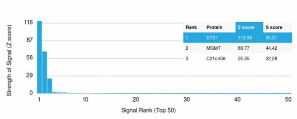 Analysis of Protein Array containing more than 19,000 full-length human proteins using ETS1 Mouse Monoclonal Antibody (ETS1/1801) Z- and S- Score: The Z-score represents the strength of a signal that a monoclonal antibody (Monoclonal Antibody) (in combination with a fluorescently-tagged anti-IgG secondary antibody) produces when binding to a particular protein on the HuProtTM array. Z-scores are described in units of standard deviations (SD's) above the mean value of all signals generated on that array. If targets on HuProtTM are arranged in descending order of the Z-score, the S-score is the difference (also in units of SD's) between the Z-score. S-score therefore represents the relative target specificity of a Monoclonal Antibody to its intended target. A Monoclonal Antibody is considered to specific to its intended target, if the Monoclonal Antibody has an S-score of at least 2.5. For example, if a Monoclonal Antibody binds to protein X with a Z-score of 43 and to protein Y with a Z-score of 14, then the S-score for the binding of that Monoclonal Antibody to protein X is equal to 29.