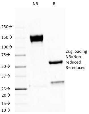 SDS-PAGE Analysis Purified MUC-1 / EMA Mouse Monoclonal Antibody (MUC1/520).  Confirmation of Integrity and Purity of Antibody