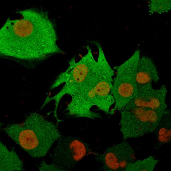 PGP9.5 / UchL1 (pan-Neuronal Marker) Antibody - Image 4